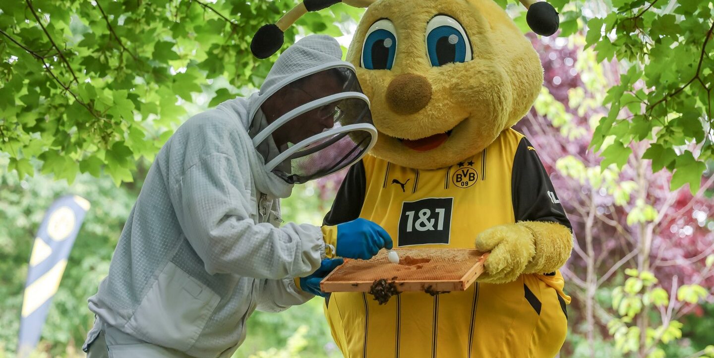 Eine Person in Schutzausrüstung und ein Bienenkostüm tragender Mascot untersuchen gemeinsam ein Bienenstock. Die Person trägt einen Schutzanzug und eine Haube mit Gesichtsvisier, während das Bienenkostüm ein gelbes Trikot mit schwarzen Streifen und dem Logo eines Fußballvereins trägt. Sie halten gemeinsam ein Holzbrett mit Bienen darauf. Im Hintergrund sind grüne Blätter und Zweige zu sehen.