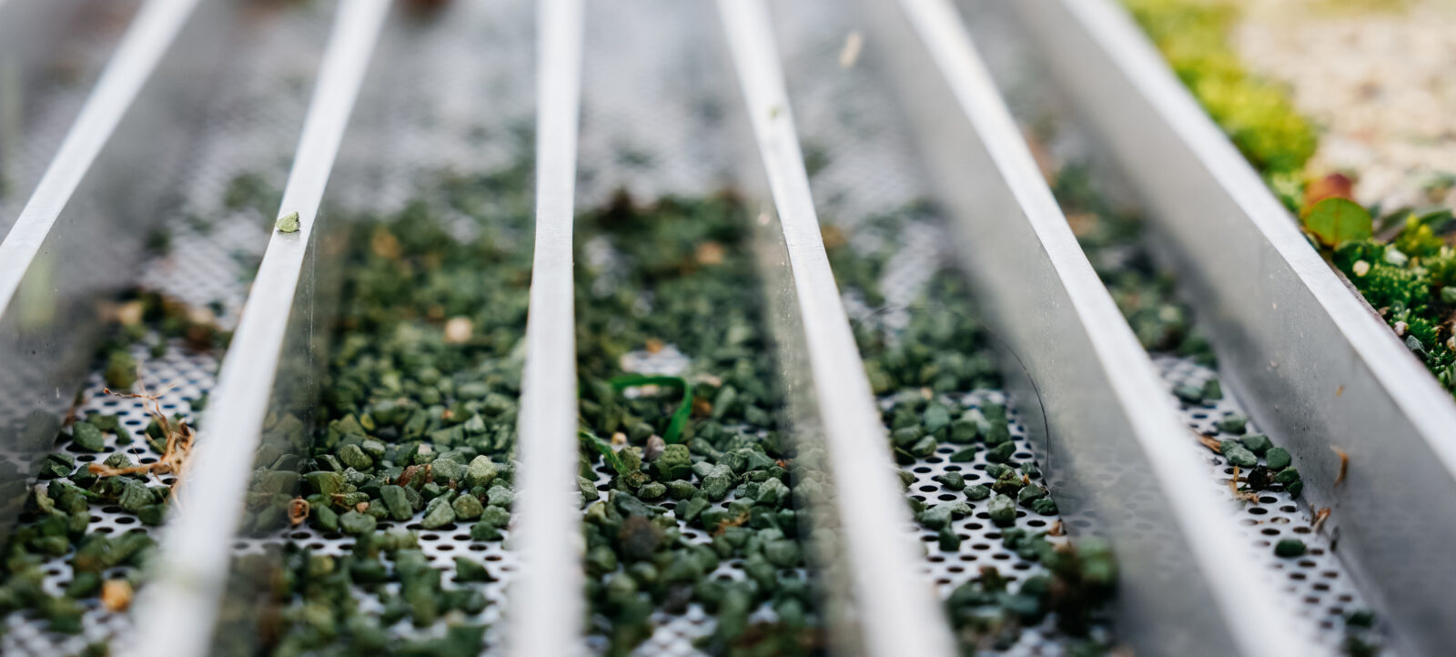 Nahaufnahme eines Siebs mit grünen Kunststoffgranulaten, die zur Untersuchung von Mikroplastik verwendet werden.